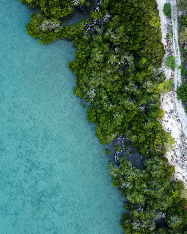 Professional photograph of mangrove roots submerged in clear water with sunlight filtering through
